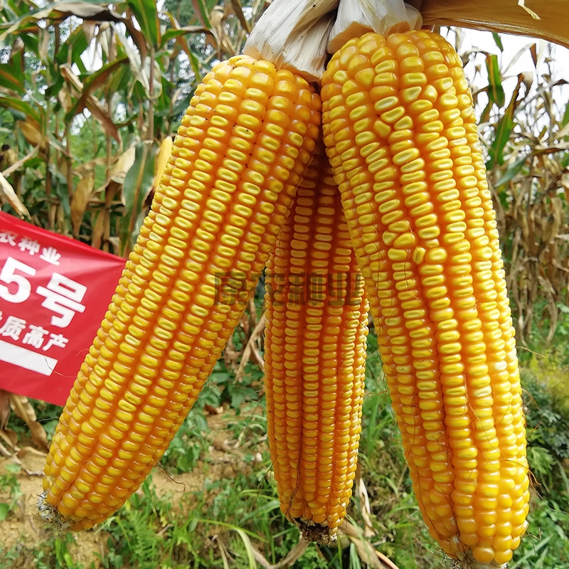 Bainong No. 5